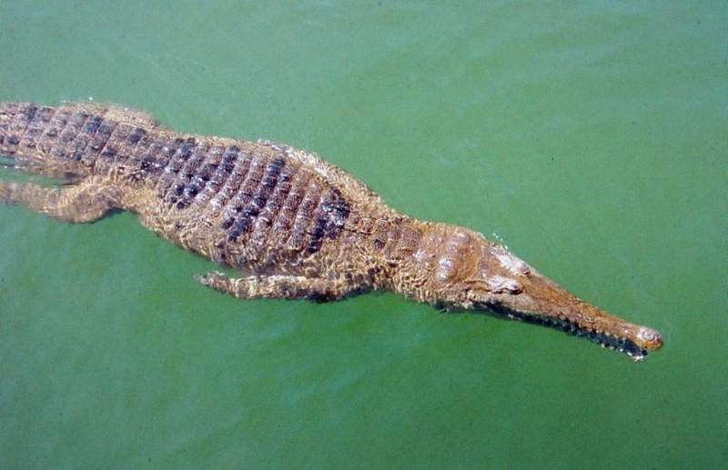 Illustration for article titled Sunday Crocodilian - Crocodylus johnstoni Edition